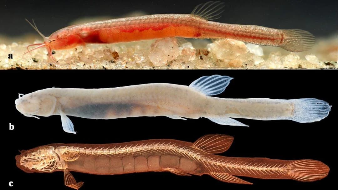 Gitchak nakana - India's First Aquifer Fish from Northeast