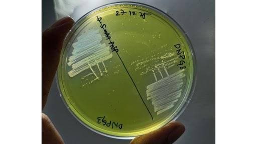Brachybacterium netajii — A New Pollution-Eating Bacteria from the Hooghly