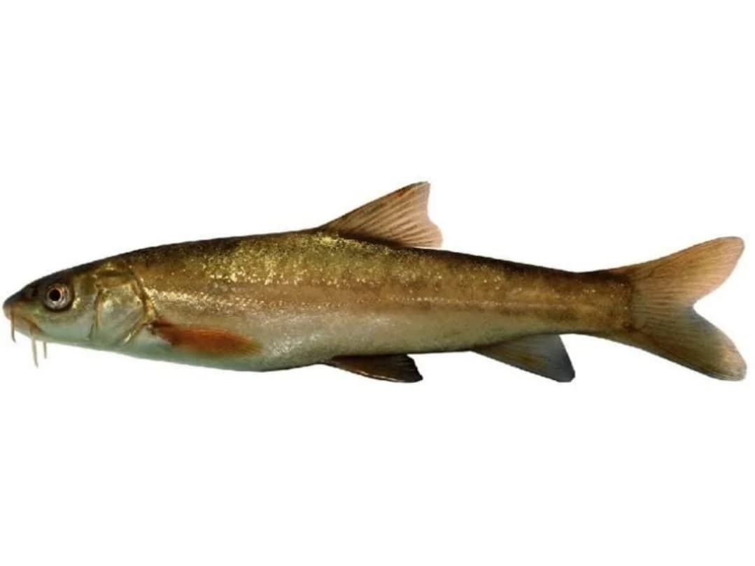 Transcaspian Marinka (Schizothorax pelzami) -- Tribal Conservation in Arunachal Pradesh
