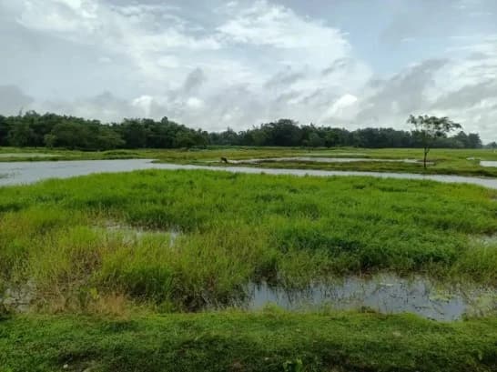 Borjuli Wetland, Assam Notified as Biodiversity Heritage Site