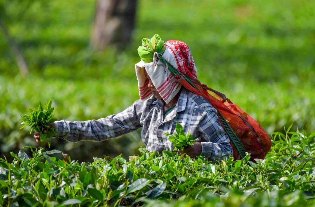 Matcha Tea - India's First Commercially Grown Matcha from Assam