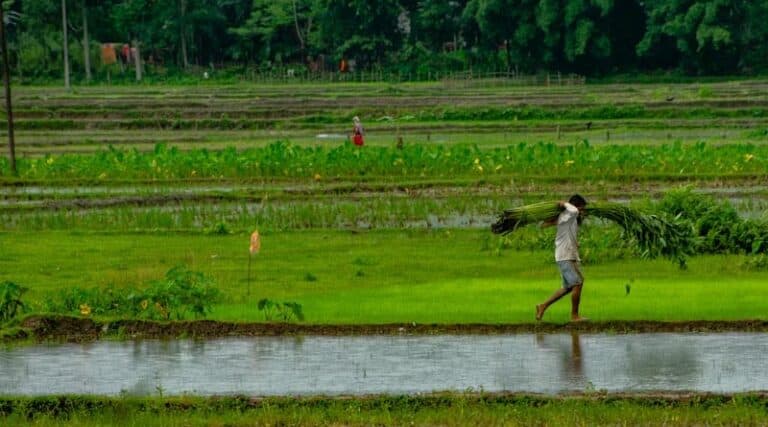 Improvement of Crop Statistics (ICS) Scheme