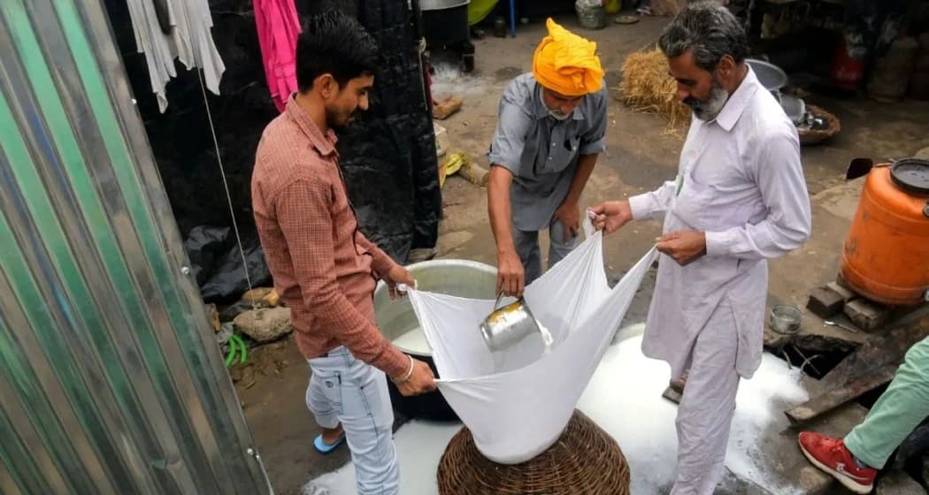 Himachal Pradesh Bans Mislabelled Analogue Paneer